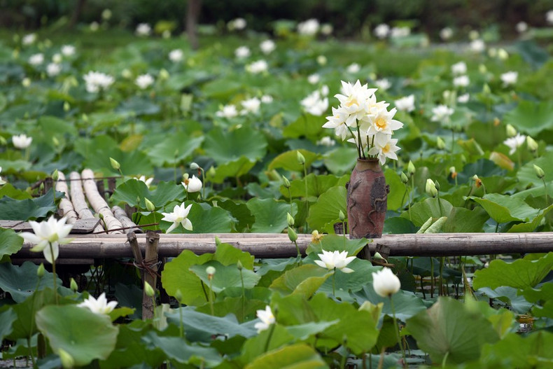 Esta flor originaria de la India florece en mayo y dura hasta julio y agosto.