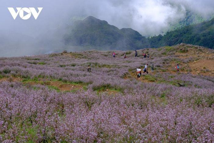 Desde mediados de septiembre hasta principios de octubre, las flores de &quot;chi pau&quot; que muestran su color púrpura cubren las laderas del pico Ta Chi Nhu.