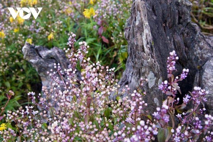 Las flores solo viven de dos a tres semanas y muchos turistas se apresuran a cruzar los tortuosos caminos montañosos para contemplar la belleza poética de esta flor en Ta Chi Nhu.