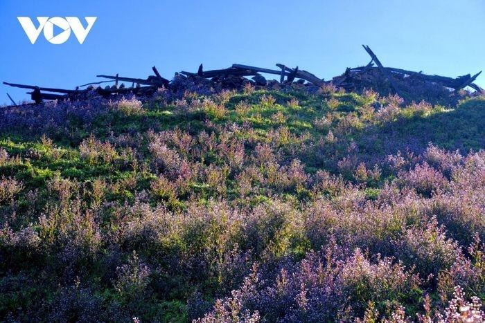 Según la gente local, el nombre “chi pau” se origina en la respuesta del pueblo Hmong cuando se les preguntó acerca de esta flor (Tsi Pau, pronunciado &quot;chi pau&quot;, que significa &quot;no sé&quot;).