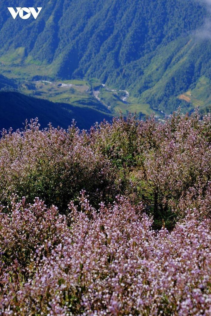 Esta típica flor morada en el &quot;techo de Yen Bai&quot; hace recordar a los visitantes los campos de lavanda en Europa.