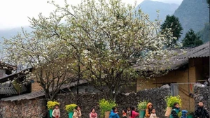 Para 2030, Vietnam se esfuerza por elevar el ingreso promedio de las personas pertenecientes a minorías étnicas a la mitad de la cifra general del país. (Foto: VNA)