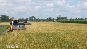 Foto de ilustración. (Fuente: VNA)