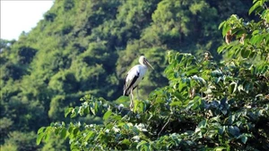 En el jardín de aves Thung Nham. (Foto: VNA)