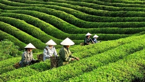 Foto de ilustración. (Fuente: VNA)