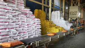 Vietnam supera siete millones de toneladas de arroz exportado pese a caída de precios. (Foto: VNA)