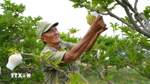 Agricultores cuidan huertos de chirimoyas cultivadas con alta tecnología en la comuna de Tan Chau. (Foto: VNA)