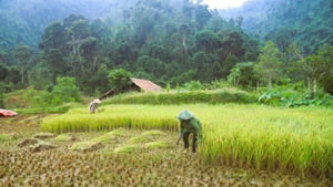 Tradición única del pueblo Thai en Nghe An para conservar el arroz