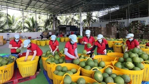 Clasifican pomelos en Vietnam para exportación. (Foto: VNA)