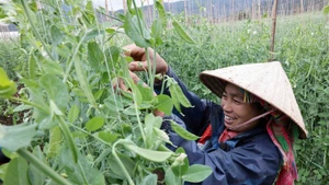 Los modelos de producción agrícola han apoyado a los hogares pobres y casi pobres en la aplicación de la ciencia y la tecnología, lo que mejora la productividad y la calidad de los productos. (Foto: VNA)