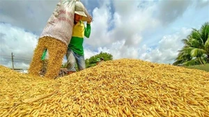 Arroz recién cosechado. (Foto: VNA)