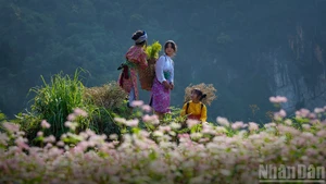 Flor de alforfón adorna el extremo norte vietnamita
