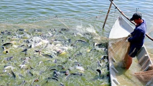Cultivo del pescado pangasius en la provincia vietnamita de Dong Thap. (Foto: VNA)