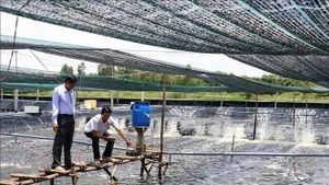 Modelo de cultivo superintensivo de camarón en la provincia de Ca Mau. (Foto: VNA)