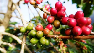 [Vídeo] Café vietnamita por conquistar al mundo