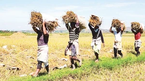 Agricultura es un importante ámbito de la cooperación entre Vietnam y Angola. (Foto: Nhan Dan)