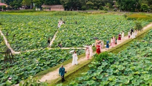 Un pantano de lotos en Ninh Binh. (Foto: VNA)