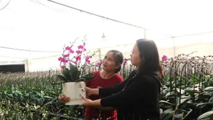 Vietnam se encuentra en plena celebración por el final de 2025. (Foto: VNA)