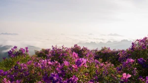 [Foto] Flores “mua” cubren de púrpura provincia de Son La
