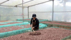 La empresa “Ban Cacao” compra cacao local y produce decenas de productos como cacao en polvo, chocolate y manteca de cacao. (Foto: VNA)