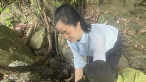 Liberan una rara tortuga de cabeza grande en su hábitat natural en la provincia vietnamita de Quang Ngai. (Foto: VNA)