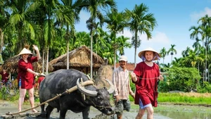 Quang Nam estimula el turismo verde con diversas actividades en junio. (Fotografía: congly.vn)