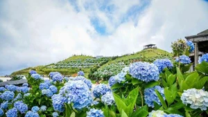 Colores radiantes de las hortensias en la cima de la montaña de Mau Son