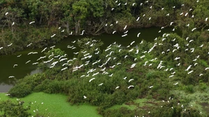 [Foto] Thung Nham, paraíso de aves dentro del Patrimonio Mundial de Trang An