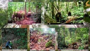 El Parque Nacional de Pu Mat es uno de los bosques de uso especial con mayor biodiversidad de Vietnam. (Foto: Nhan Dan)