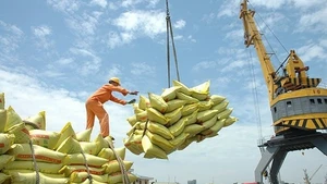 Vietnam ha exportado 6,3 millones de toneladas de arroz en los primeros ocho meses de 2025. (Foto: VNA)