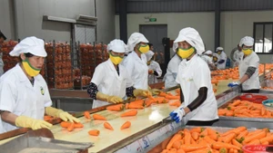 Vietnam saca provecho a multimillonarias exportaciones de verduras y frutas en los primeros nueve meses de 2025. (Foto: Nhan Dan)