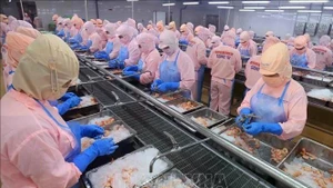 En una planta procesadora de camarones vietnamitas. (Fotografía: VNA)