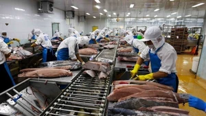Procesamiento de atún para exportación a Japón, Estados Unidos y Europa en la empresa BIDIFISCO. (Foto: VNA)