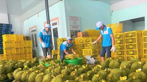 China aprecia calidad del durián de Lam Dong