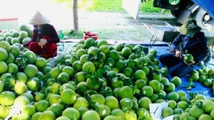 Pomelos para exportación (Foto: VNA)
