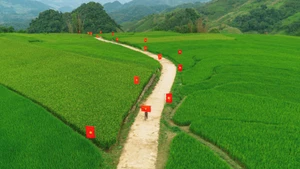 Impresionante camino de banderas nacionales atraviesa los campos de arroz en Son La