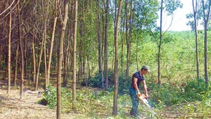 Pobladores realizan el aclareo de árboles para formar bosques madereros de gran porte conforme a los estándares del FSC (Consejo de Administración Forestal) en Le Thuy, Quang Tri.