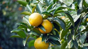 Los huertos de naranjos de Thuong Loc están repletos de fruta, lo que promete una cosecha abundante. (Foto: VNA)