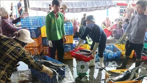 Comerciantes compran peces en el puerto de Hon Ro. (Foto: VNA)