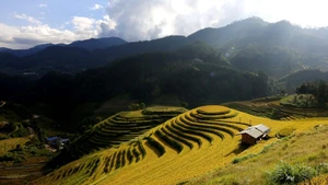 Las terrazas de arroz de Mu Cang Chai son conocidas desde hace tiempo por su belleza natural y sus paisajes de postal. (Foto: Tuan Anh/VNA).