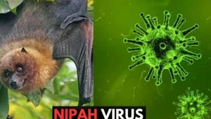 El virus Nipah, clasificado como enfermedad de alto riesgo, tiene una tasa de mortalidad alarmante que varía entre el 40 por ciento y el 75 por ciento. Actualmente no existen tratamientos específicos ni vacunas disponibles. (Foto: moh.gov.vn)