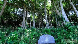 Árbol baniano patrimonial en la península de Son Tra.