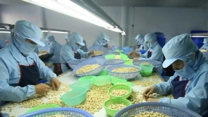 Vietnam aspira a ingresar 4,5 mil millones de dólares por exportación de anacardos
