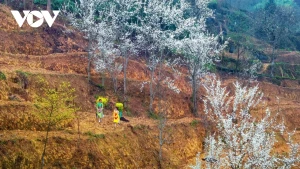 Ha Giang: una balada entre rocas y primavera eterna