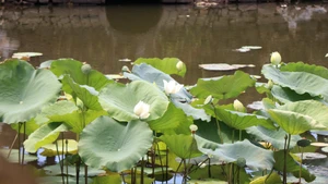 Los lotos blancos florecen en la Ciudadela de Hue cada verano, llenando de fragancia y belleza este sitio patrimonial de Vietnam.