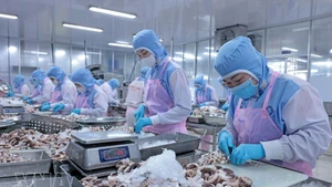 Procesamiento de pulpo para exportación al mercado japonés en la empresa Huy Nam, provincia de An Giang. (Foto: VNA)