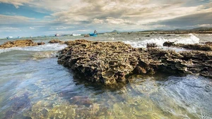El hermoso ecosistema coralino natural de Hon Yen, provincia de Phu Yen. (Foto: VNA)