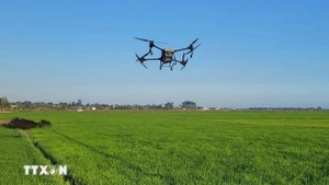 Control de dispositivos aéreos no tripulados según el esquema de disposición de ensayos en el arrozal. (Foto: VNA)