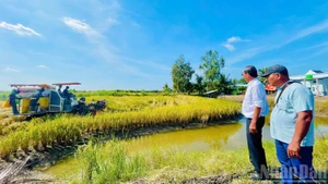 El ingeniero Ho Quang Cua, Héroe del Trabajo de Vietnam y creador de la marca de arroz ST25, y el agricultor Tran Hoang Giang, de la comuna de Dong Hoa, supervisan el proceso de cosecha del arroz ST25.
