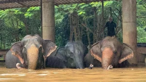 Foto ilustrativa. (Foto: Elephant Nature Park)